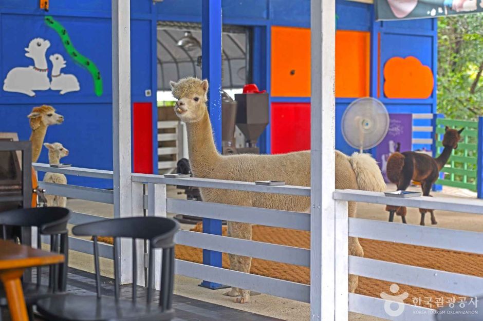 강원_평창_알파카 체험카페 마추픽추 (6)