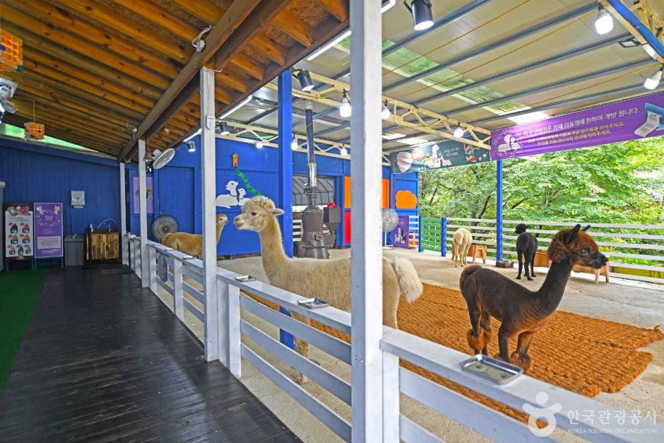 강원_평창_알파카 체험카페 마추픽추 (7)