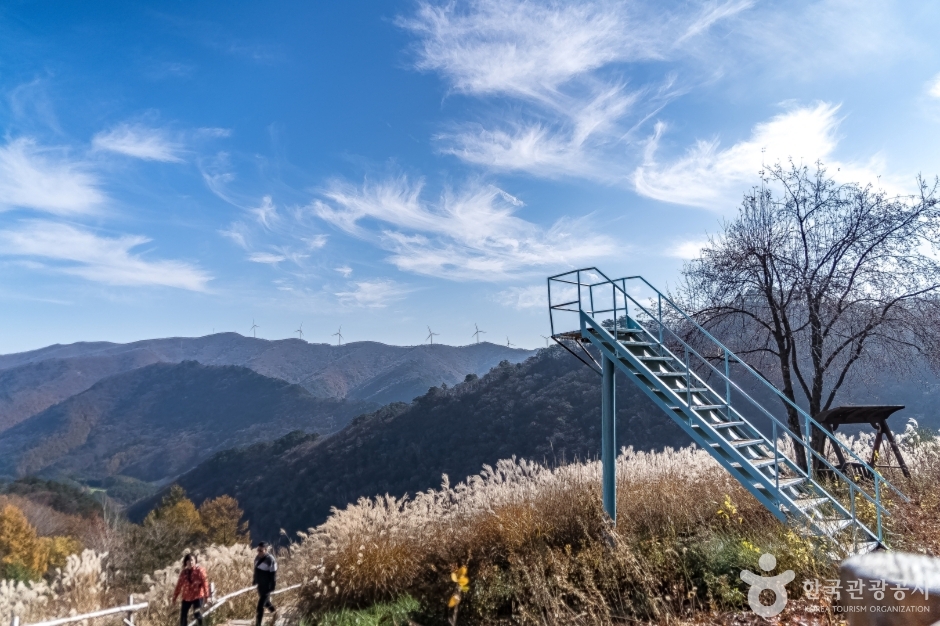 알파카골드팜 (6)