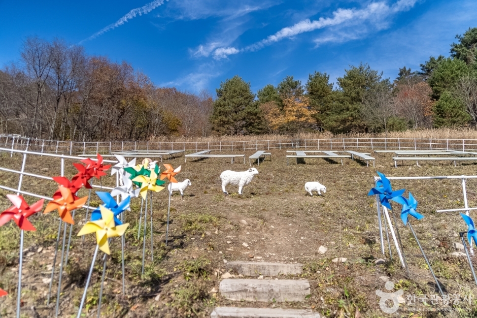 알파카골드팜 (9)