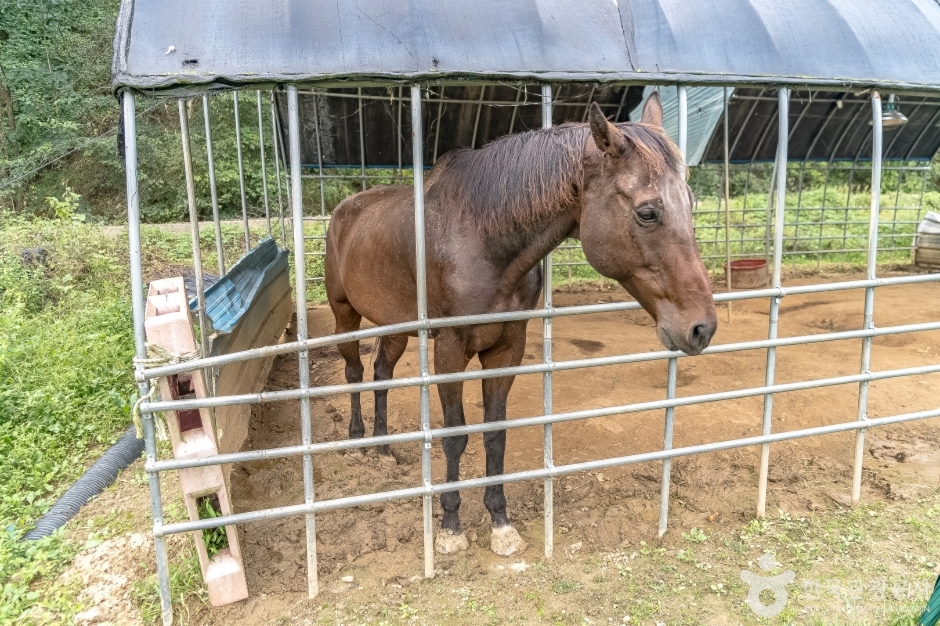 애니멀스토리14