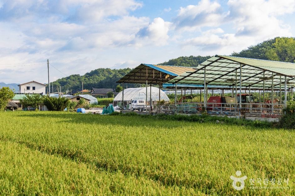 양구_양구 국토정중앙배꼽마을 (3)