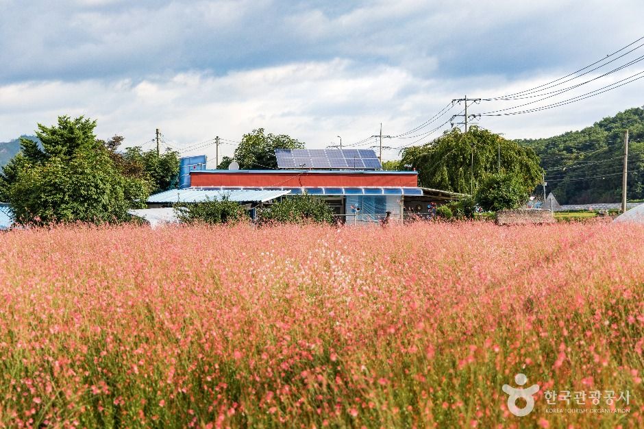 양구_양구 국토정중앙배꼽마을 (7)