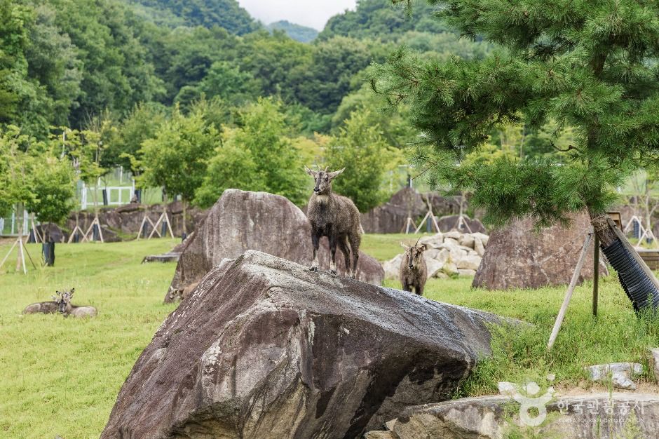 양구_산양증식복원센터 (1)