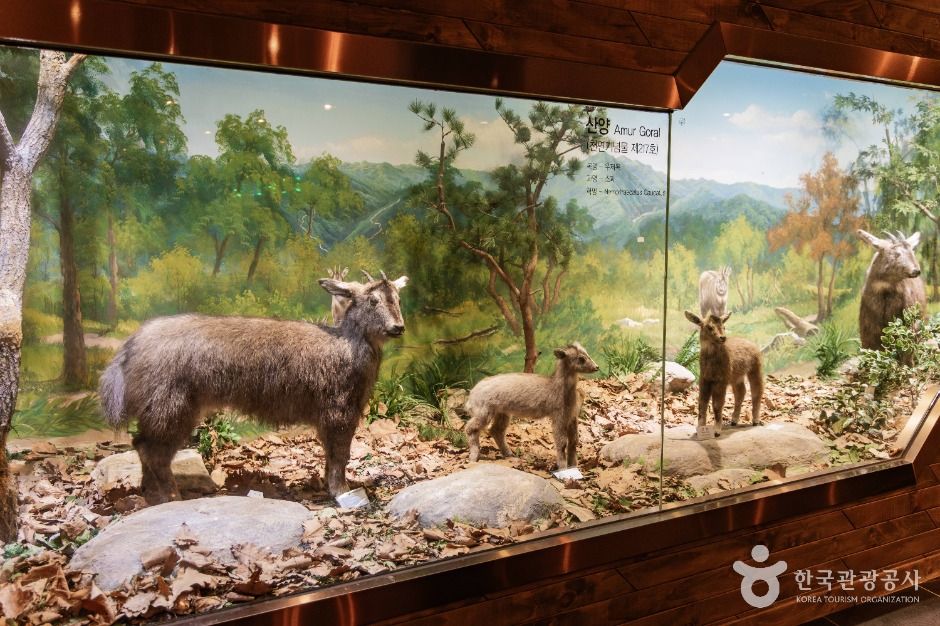 양구_산양증식복원센터 (4)