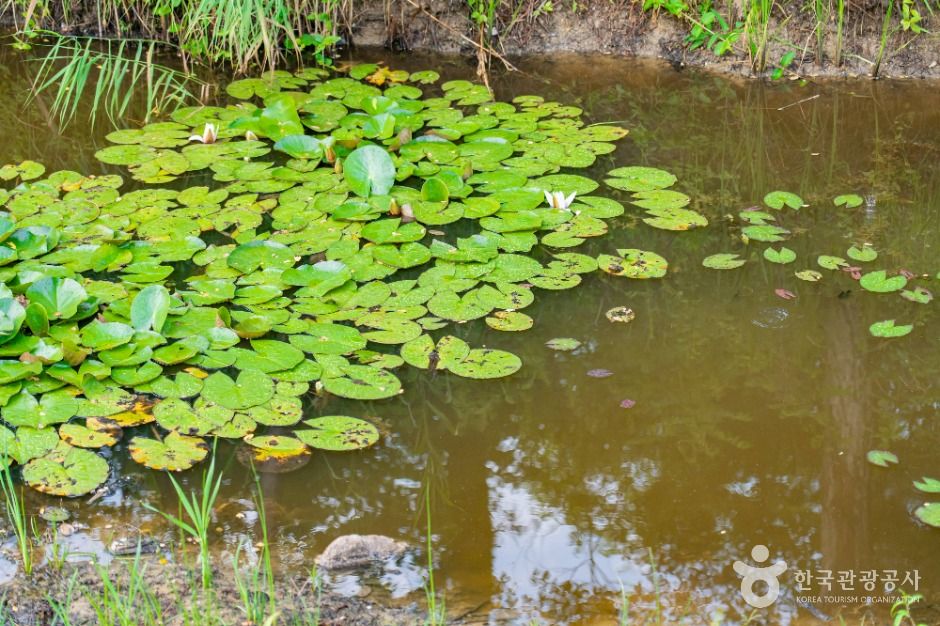속초_영랑호 습지생태공원 (2)