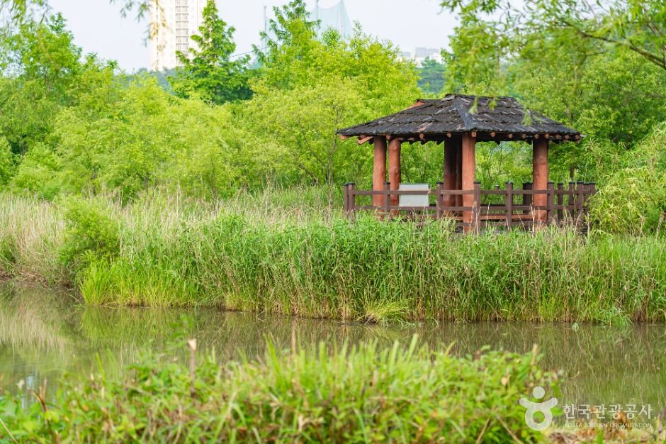 속초_영랑호 습지생태공원 (3)