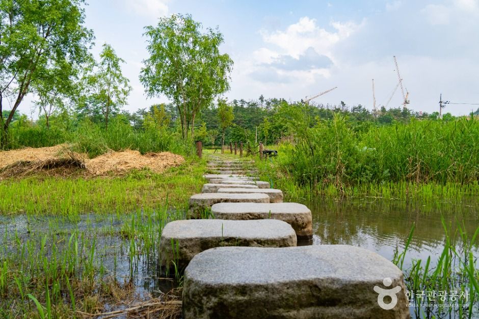 속초_영랑호 습지생태공원 (4)