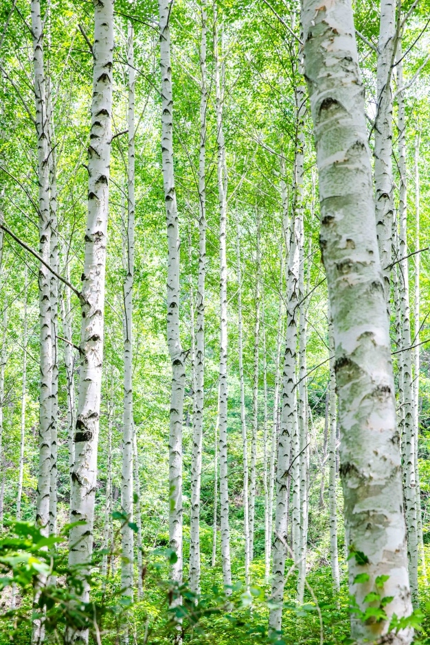 원대리 자작나무숲길_42