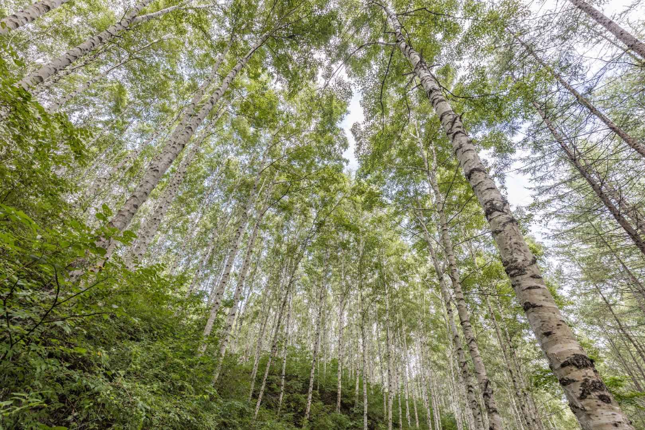 원대리 자작나무 숲 (속삭이는 자작나무 숲) (1)