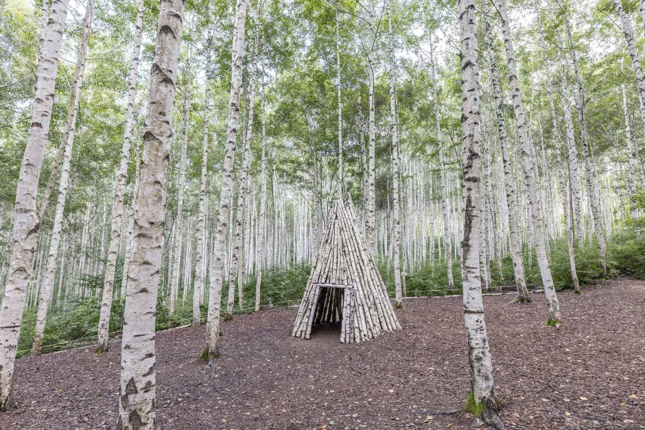 원대리 자작나무 숲 (속삭이는 자작나무 숲) (2)