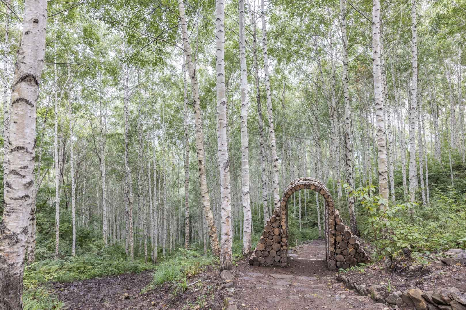 원대리 자작나무 숲 (속삭이는 자작나무 숲) (3)