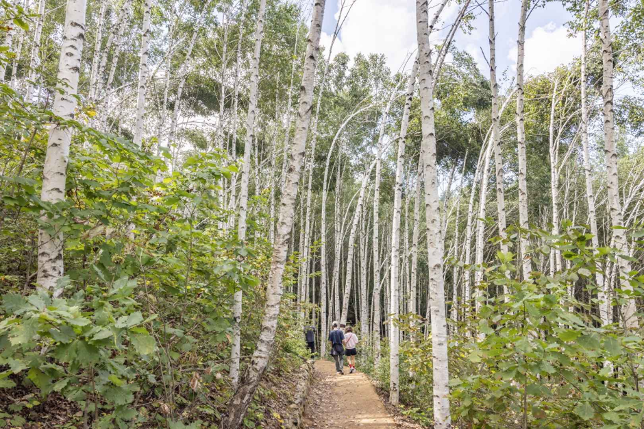 원대리 자작나무 숲 (속삭이는 자작나무 숲) (5)