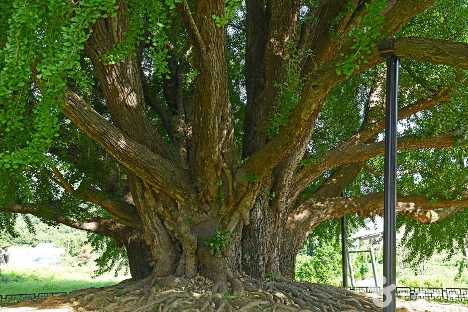 원주_원주 반계리 은행나무 (4)