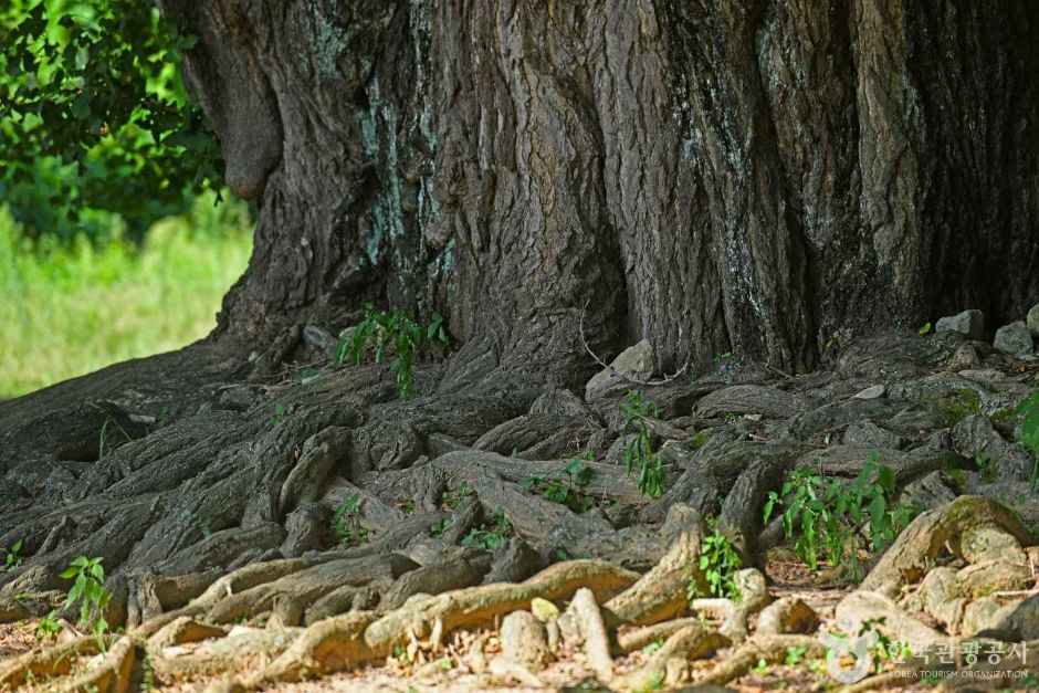 원주_원주 반계리 은행나무 (6)