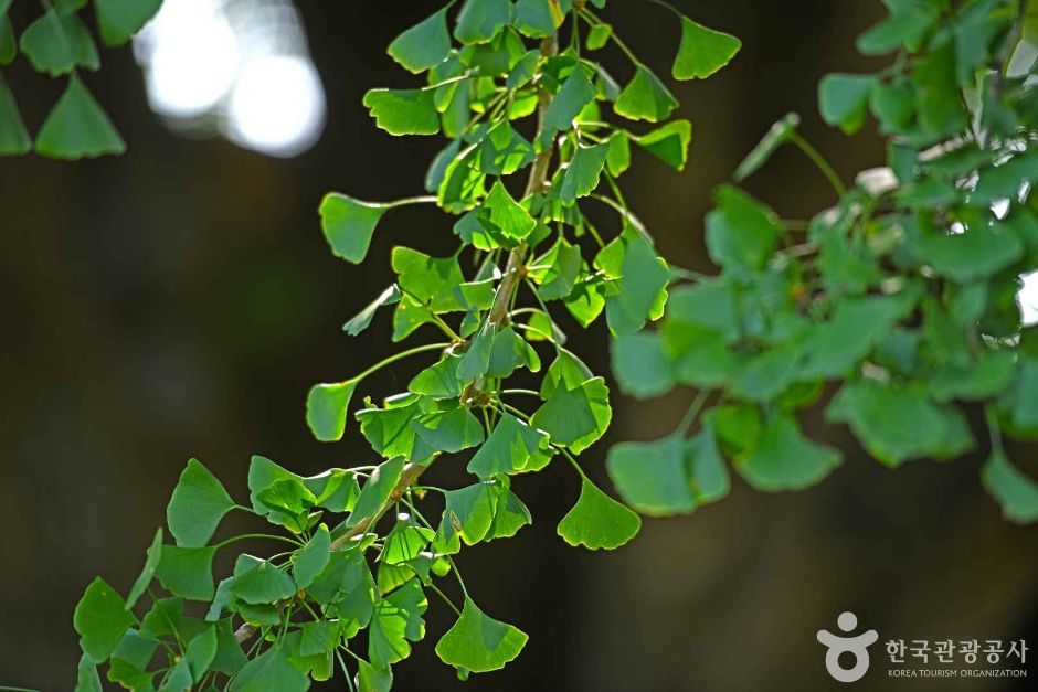 원주_원주 반계리 은행나무 (7)