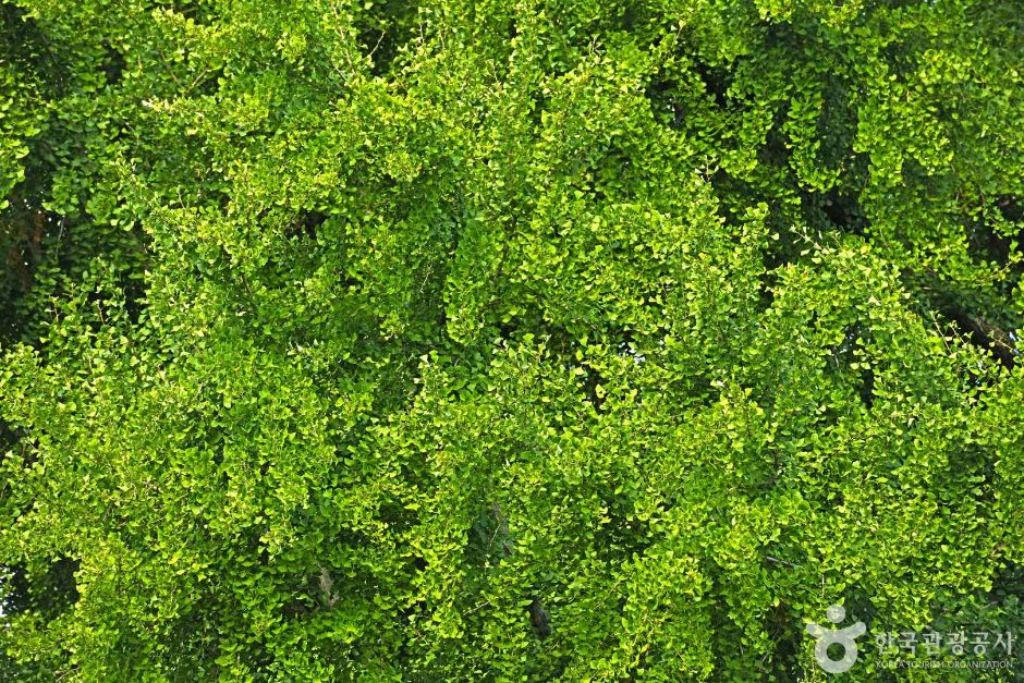 원주_원주 반계리 은행나무 (1)