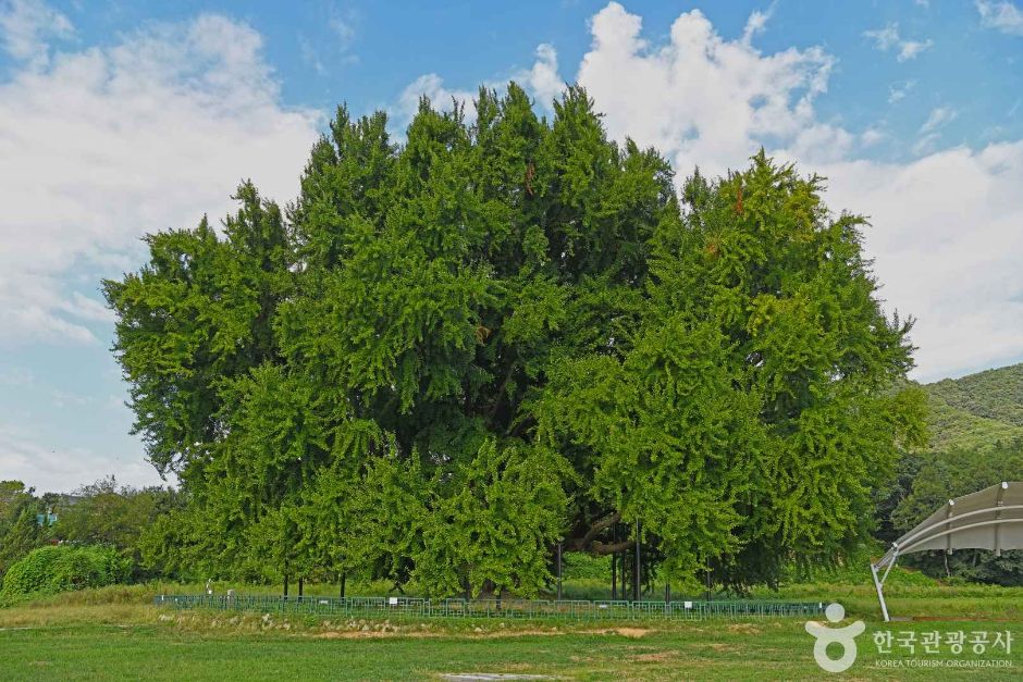 원주 반계리 은행나무