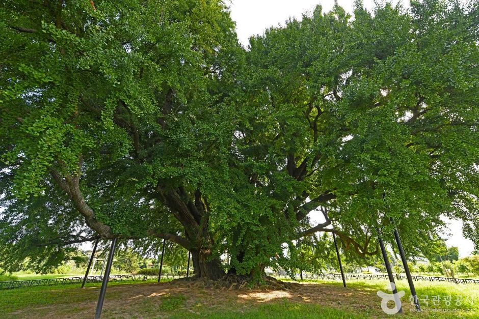 원주_원주 반계리 은행나무 (3)