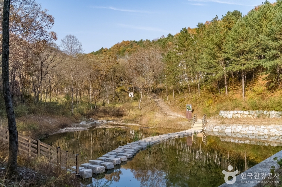 원주섬강자작나무숲둘레길 (1)