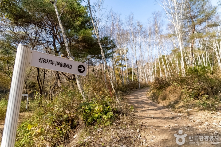 원주섬강자작나무숲둘레길 (3)