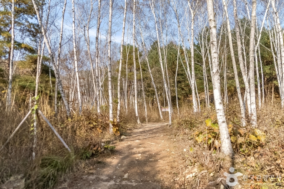 원주섬강자작나무숲둘레길 (4)