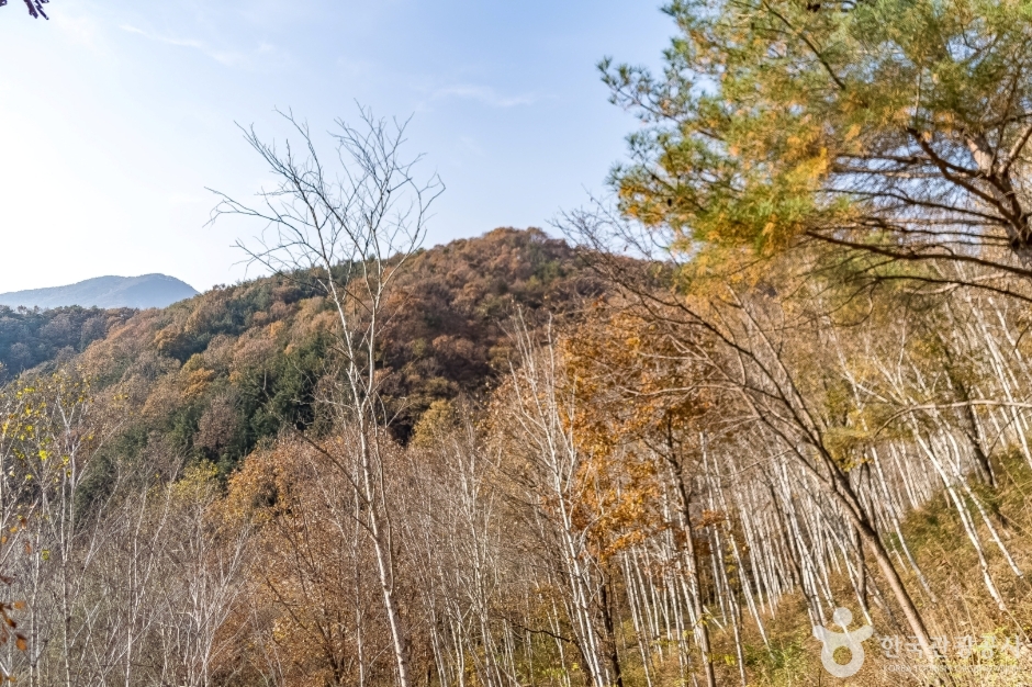 원주섬강자작나무숲둘레길 (8)
