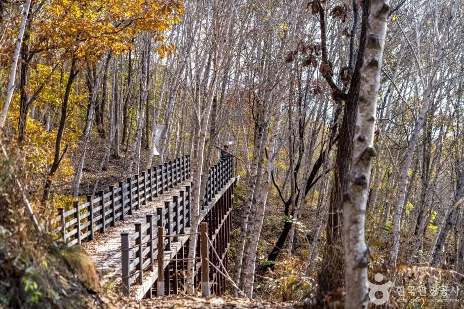 원주섬강자작나무숲둘레길 (9)