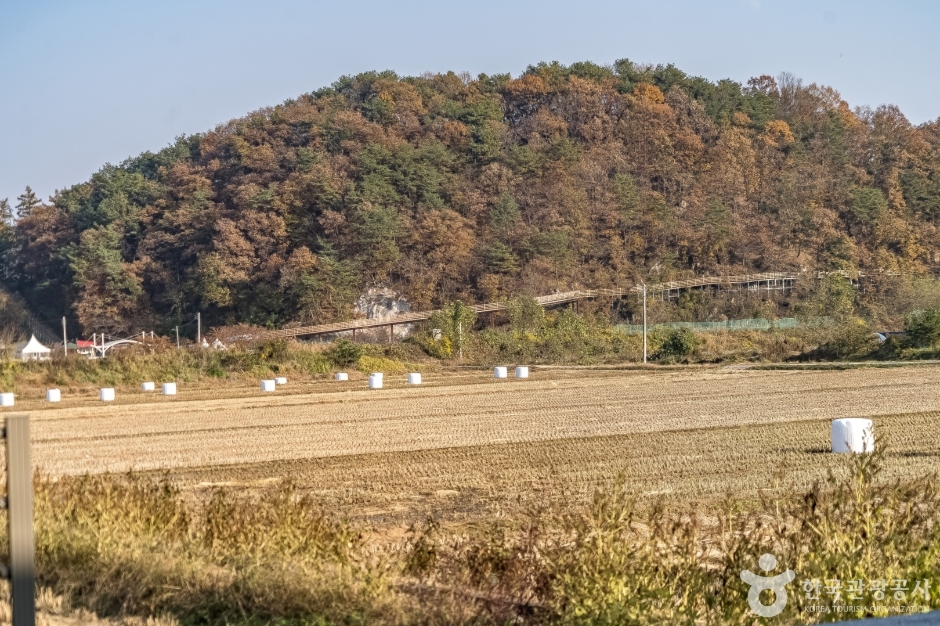 원주섬강자작나무숲둘레길 (13)