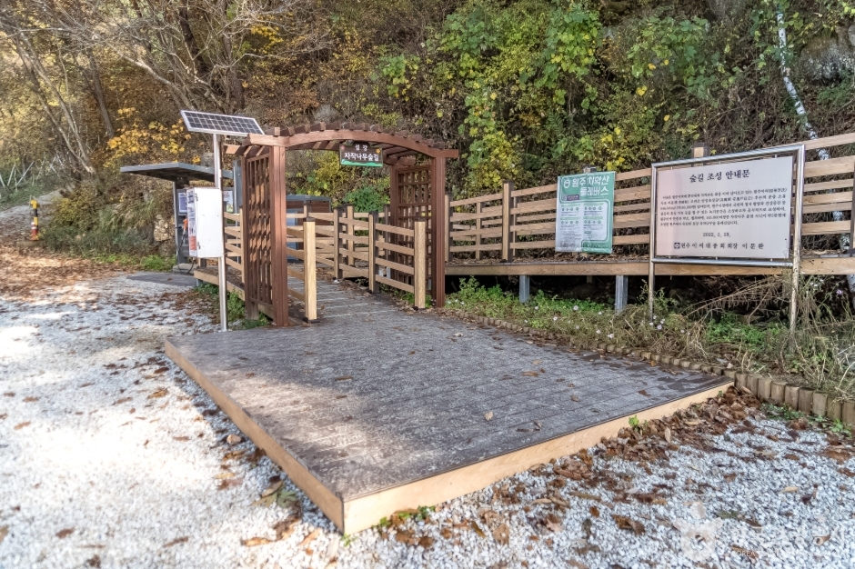 원주섬강자작나무숲둘레길 (15)