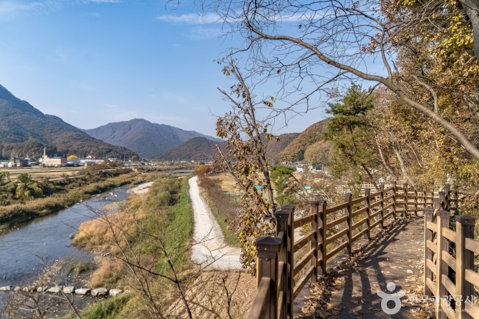 원주섬강자작나무숲둘레길 (18)