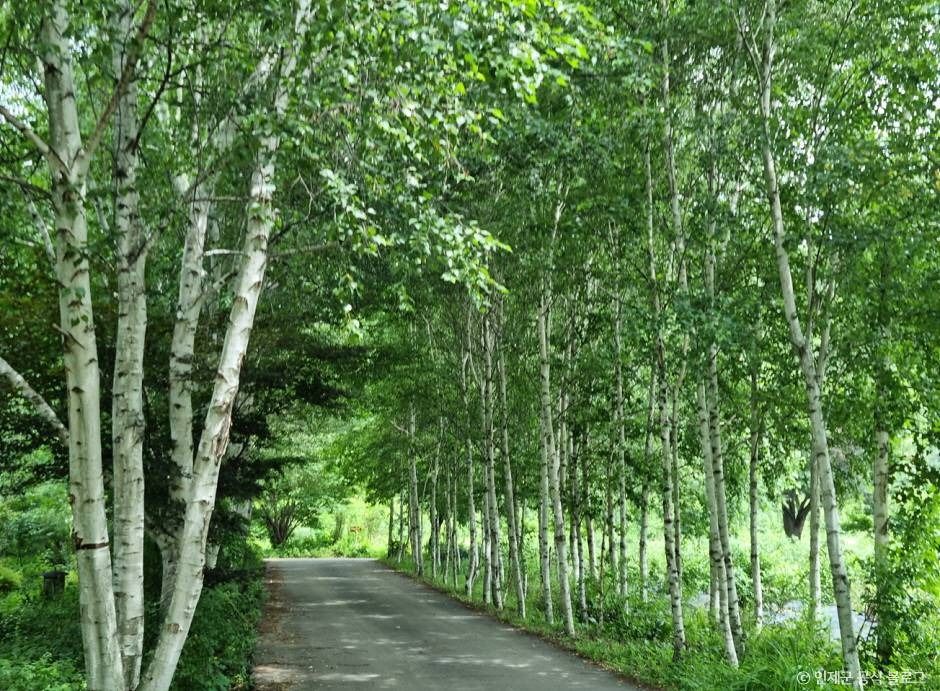 인제_인제 냇강마을 (2)