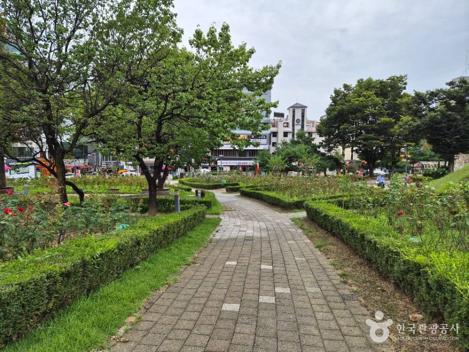 원주_장미공원 (16)