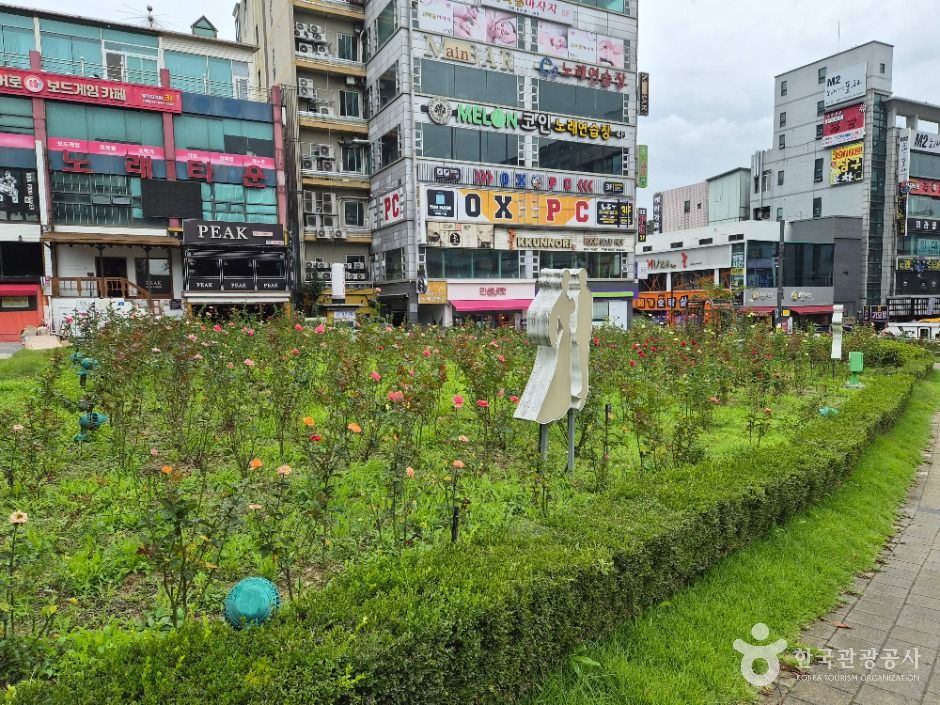 원주_장미공원 (17)