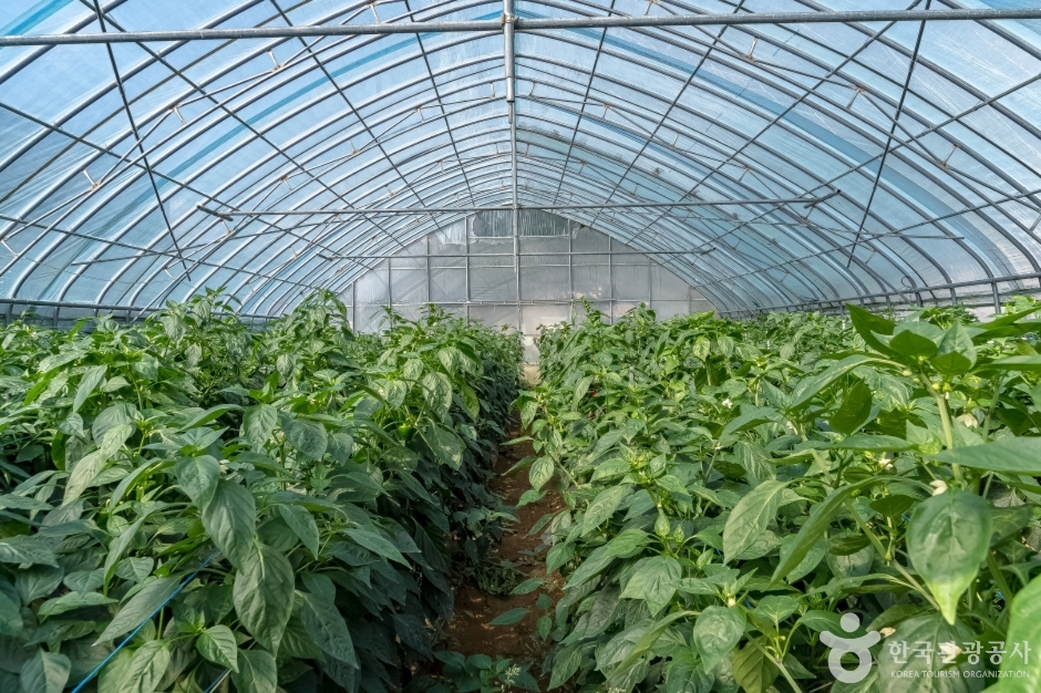 진부령 흘리마을 (9)