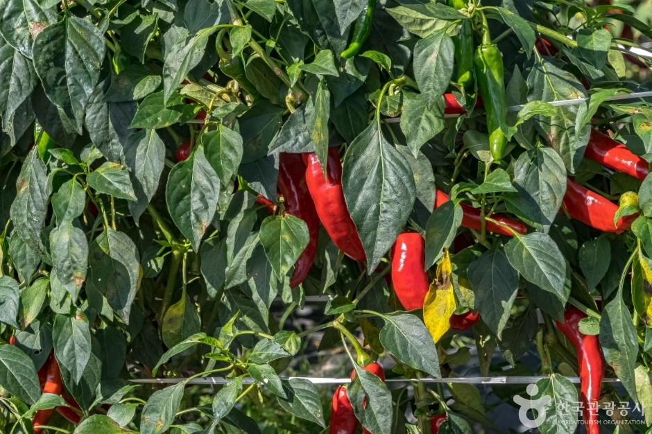 진부령 흘리마을 (13)