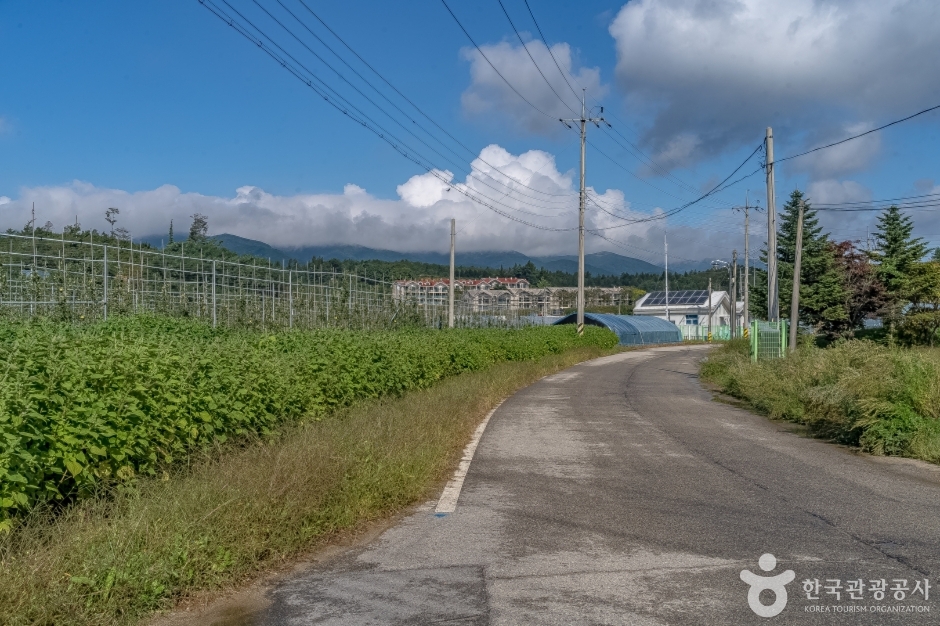 진부령 흘리마을 (16)