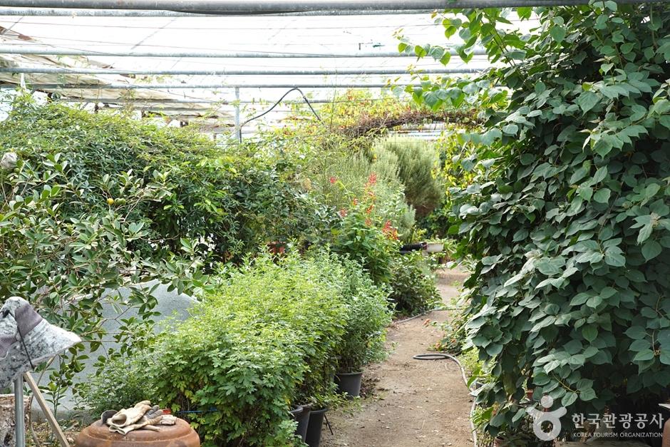 홍천 아로마 허브동산 (12)