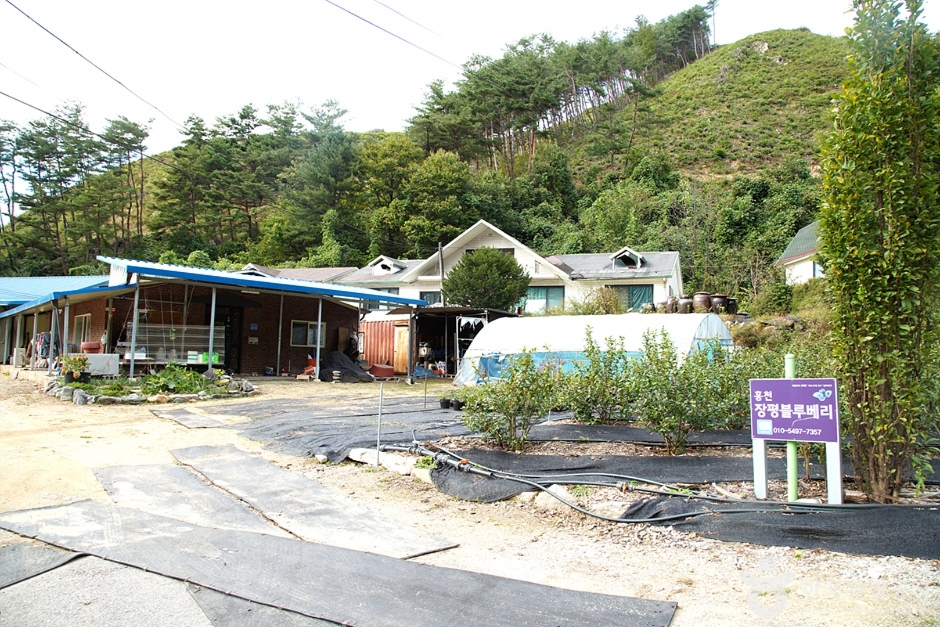 홍천 아로마 허브동산 (16)