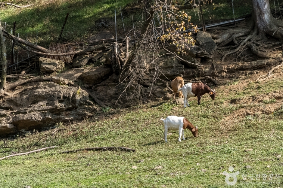 하늘마루염소목장 (1)
