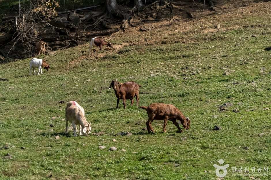 하늘마루염소목장 (3)