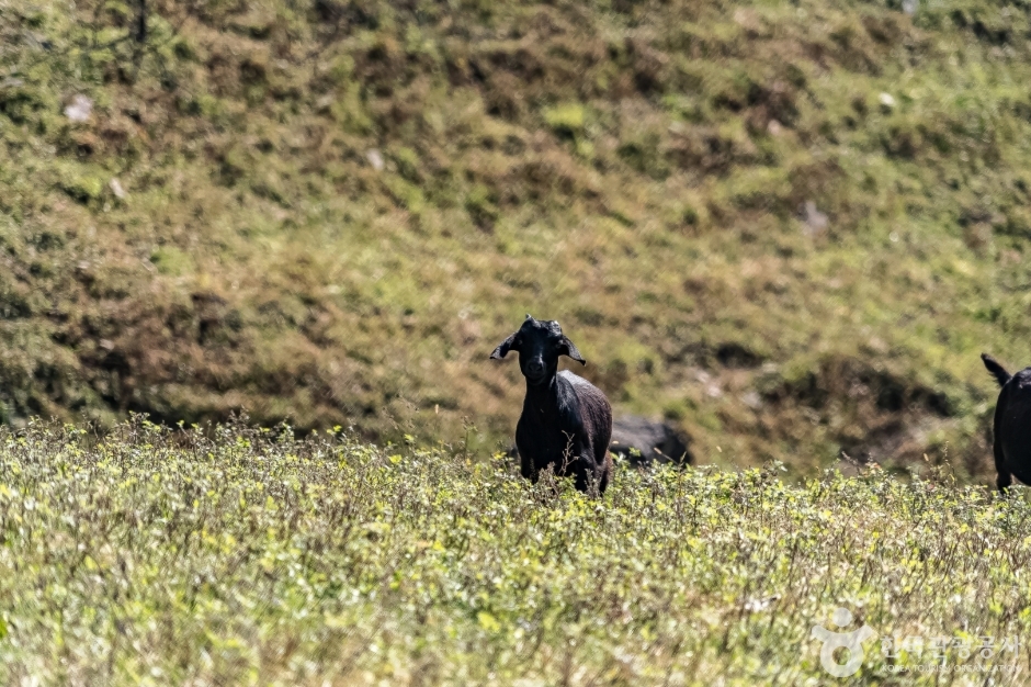 하늘마루염소목장 (12)