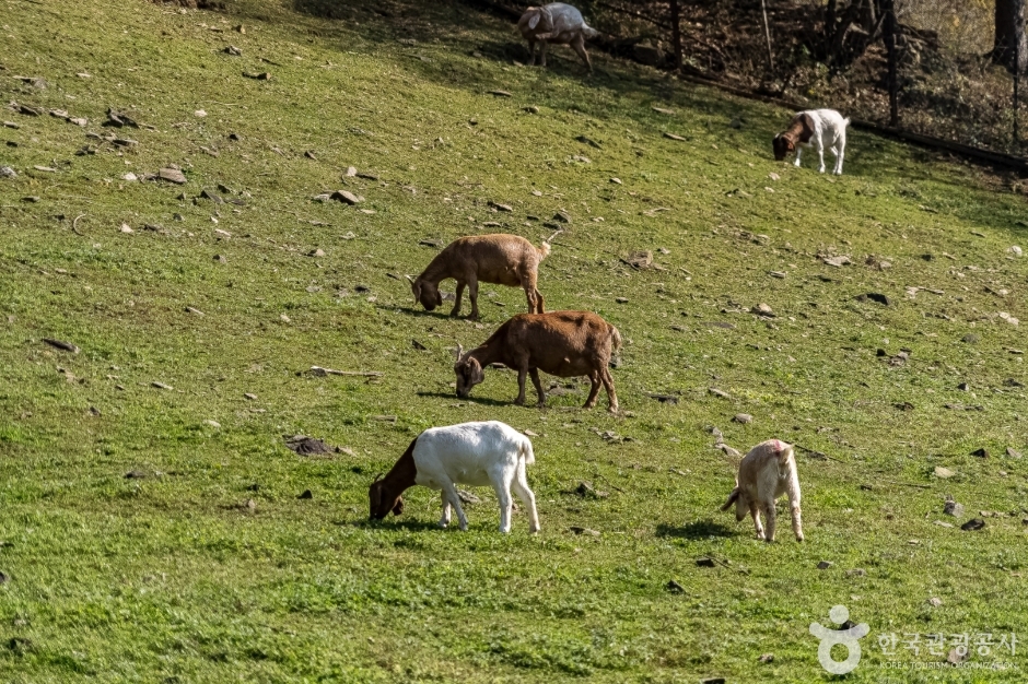 하늘마루염소목장 (16)