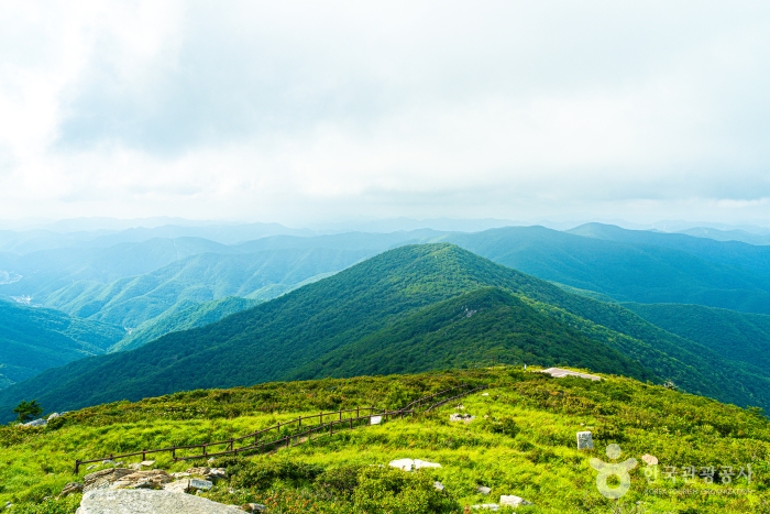 열대야는 없고 별은 있다! 