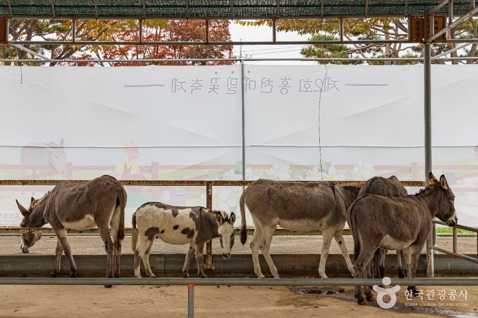 홍천_홍천동키마을 (5)