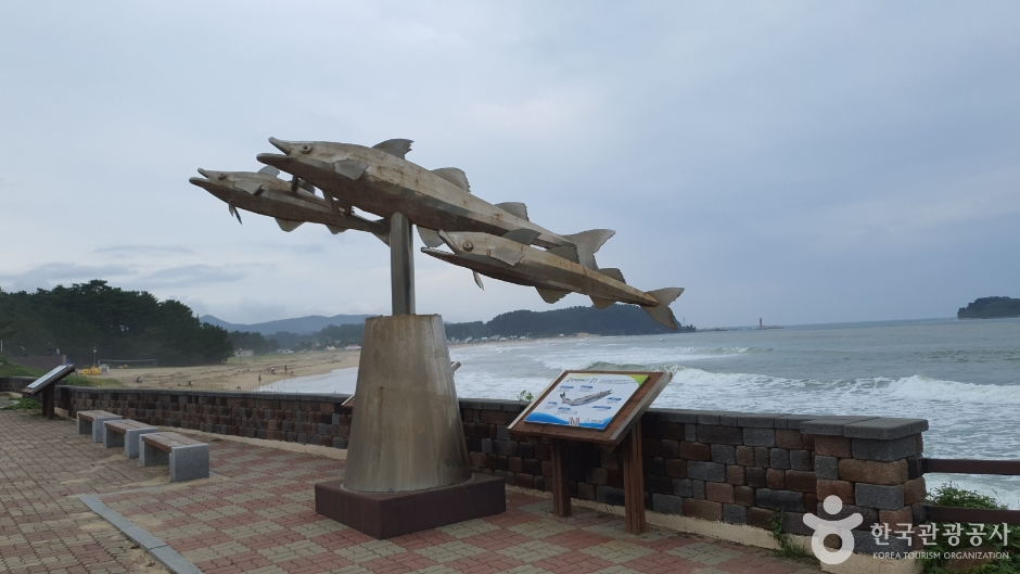 화진포해수욕장 (1)