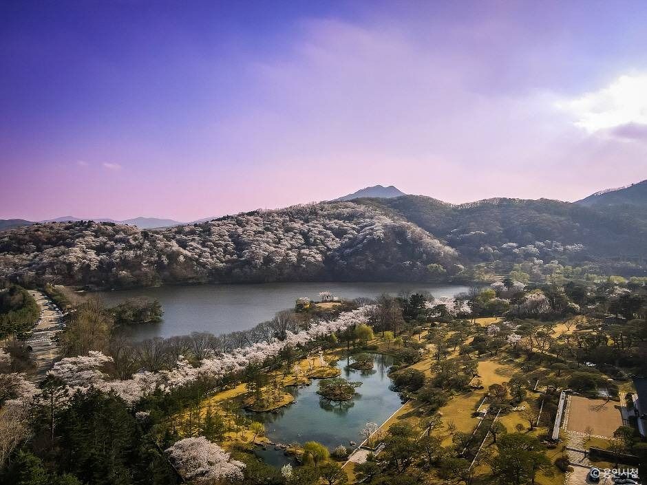 용인_가실벚꽃길 (1)