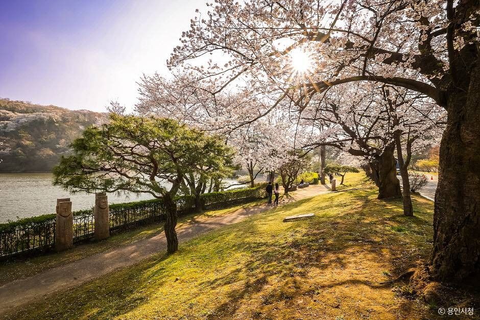 용인_가실벚꽃길 (2)