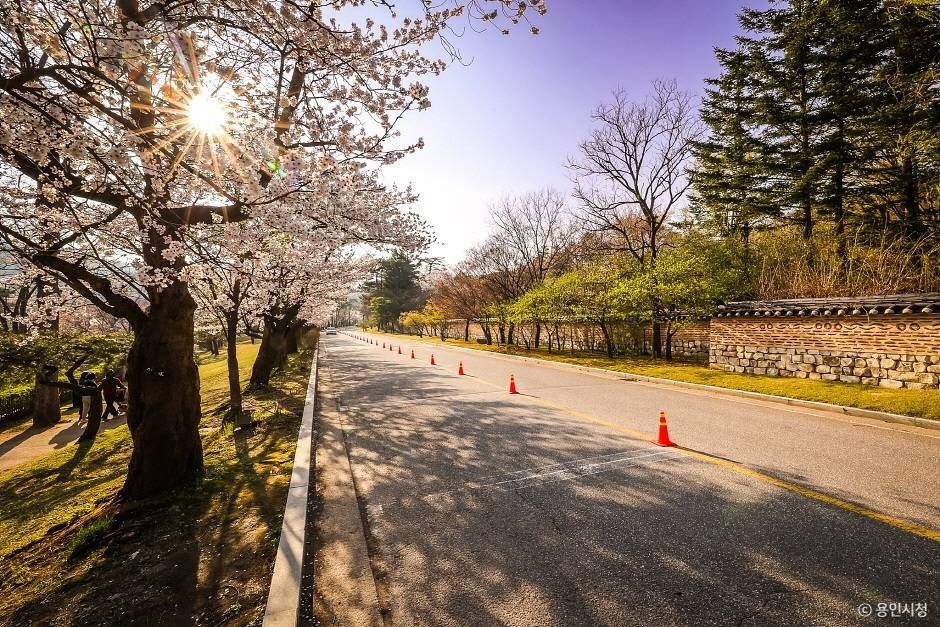 용인_가실벚꽃길 (3)