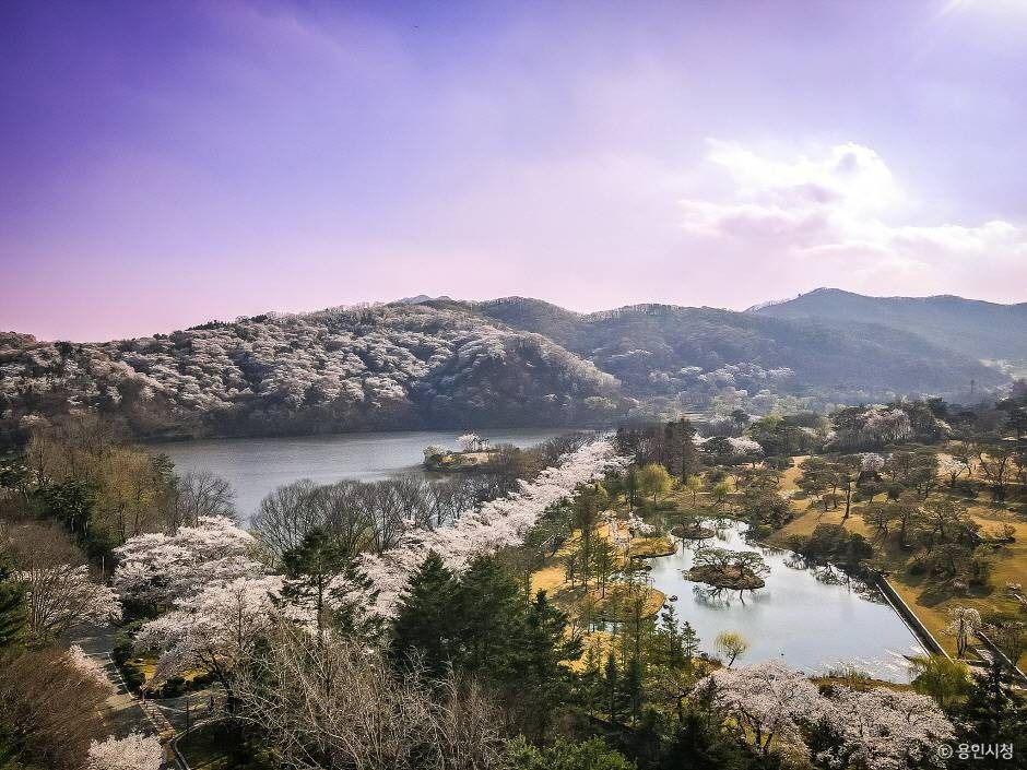 용인_가실벚꽃길 (4)